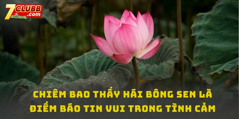 Chiêm bao thấy hái bông sen là điềm báo tin vui trong chuyện tình cảm