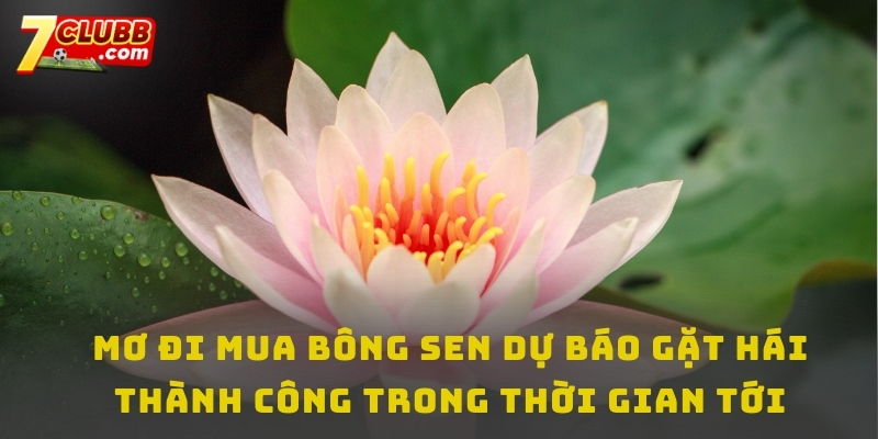 Mơ đi mua bông sen dự báo gặt hái thành công trong thời gian tới