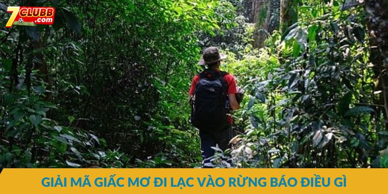 Mơ thấy đi lạc vào rừng dự báo điều gì