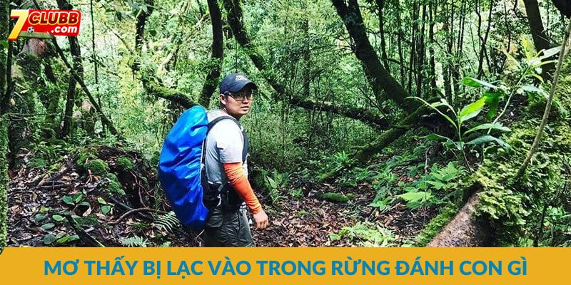 Mơ thấy bị lạc vào trong rừng đánh con gì